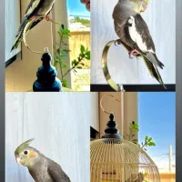 جوجه عروس