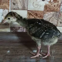 جوجه بوقلمون برنز سینه پهن انگلیسی