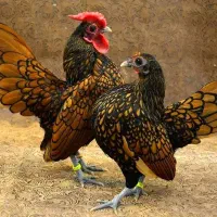 تخم نطفه دار مرغ مینیاتوری ( سبرایت)