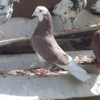 کبوتر معاوضه با قناری