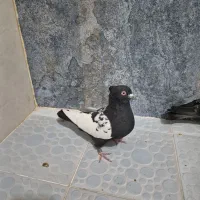 سینه ای سیاه کله ای دم سبز دو کتی طوقی