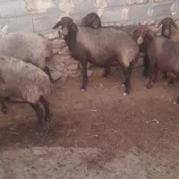 گوسفند میش مهربان