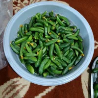 خیار برای خیارشور