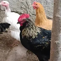خروس سیاه