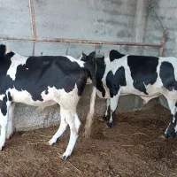 3راس نر دورگ محلی بهترین جنس