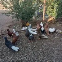 کفتر|پرنده|میان جلگه, |دیوار