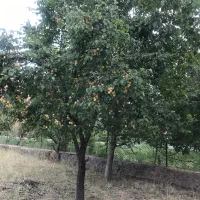 باغ گردشگری خمده ۱۰۰کیلومتری تهران