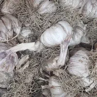 سیر محلی خراسان