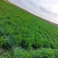 زمین-کشاورزی