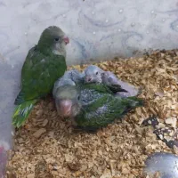 راهب|پرنده|اصفهان, رزمندگان|دیوار