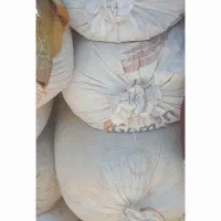 گندم، جوگندمی،