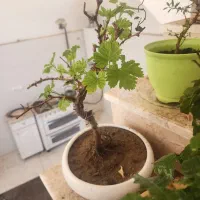 بنسای و درختچه انگور