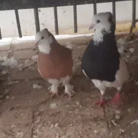 کبوتر همه رقم تک جفت تر و ماده جوجه