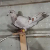 ۳تا موقلف ۴پری هر سه ساز شده