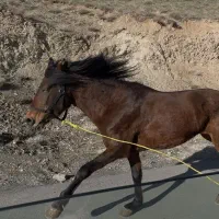 اسب کهر  فروشی