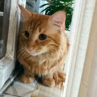 پذیرش گربه ماده