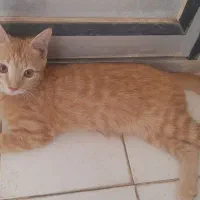 واگذاری دو بچه گربه نارنجی و ماده