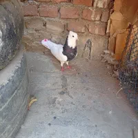 کبوتر|پرنده|نقده, |دیوار