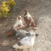 دورح وقرمزنشان بالا