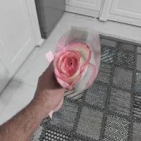 گل طبیعی|گل و گیاه طبیعی|مشهد, فرهنگیان (شهرک غرب)|دیوار