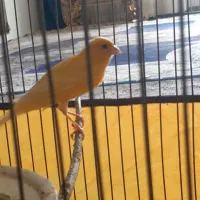 فروش یک عدد قناری ماده جوان یک سر