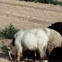 چبش