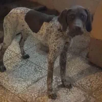 سگ شکاری ۶ ماه