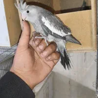 تعدای عروس هلندی مولد تضمینی