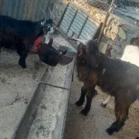 دوعدد بیگ نر