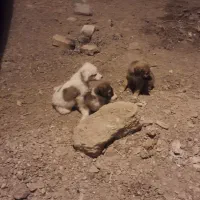 سگ بومی