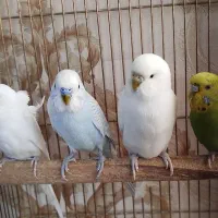 پرنده مرغ عشق پروانه ایی و معمولی