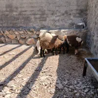 گوسفند رمانوف