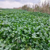 8پاکت اوره فسفات چینی 80میلیون