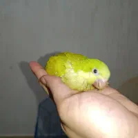 جوجه سرلاکی راهب و گرینجیک