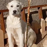 آلابای خراسان