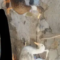 دوعدد اردک نروماده