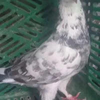 کبوتر‌هرکی‌گرفته‌‌بگه‌