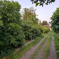 باغ اکازیون۱۴۰۰ متر سندتک برگ گیلان تالش هشتپر