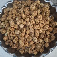 توت خشک