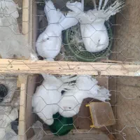 یک جفت کفتر دم چتری با دوتا جوجه سالم و سرحال
