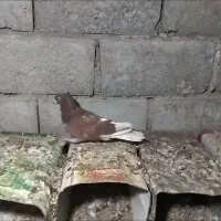کفتر سرخ ۱۰۰۰۰۰۰