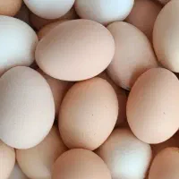 تخم مرغ محلی