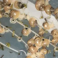 فروش حلزون
