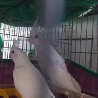 تعدادی پرنده هلندی