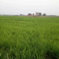 کارشناس کشاورزی