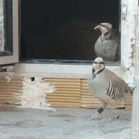 کبوتر نروماده