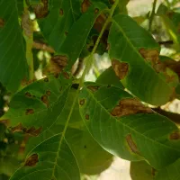 ویزیت باغ و اجرای سمپاشی با نظارت دکتر گیاهپزشک