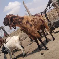 نربز|حیوانات مزرعه|کلاله, |دیوار