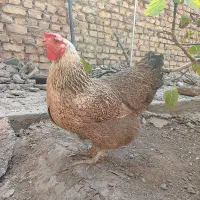 مرغ  تخمگذار