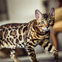 فروش بچه گربه بنگال اصیل وارداتی